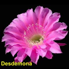 Desdemona.4.2.jpg 